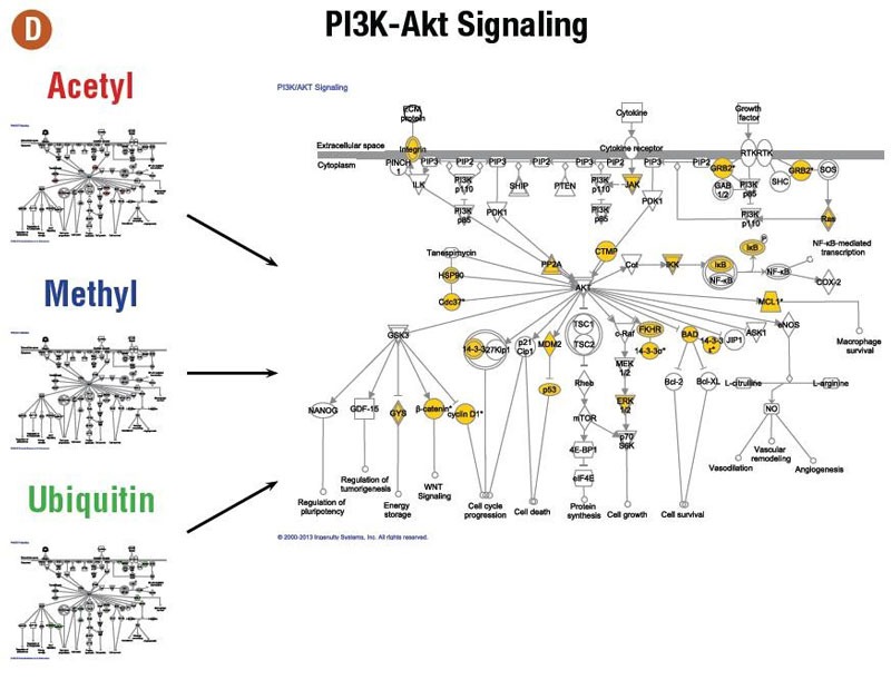 使用免疫亲和蛋白质组学进行PTM肽段的相互作用网络与通路分析